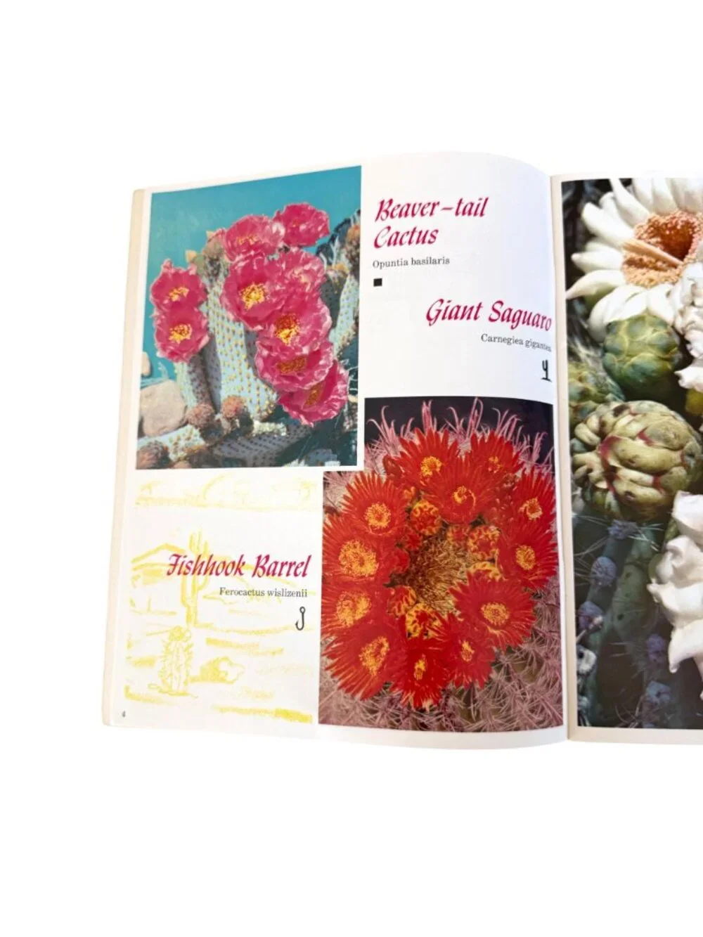 The Southwestern Desert In Bloom Cactus Guide Full Color Photographs Booklet VTG